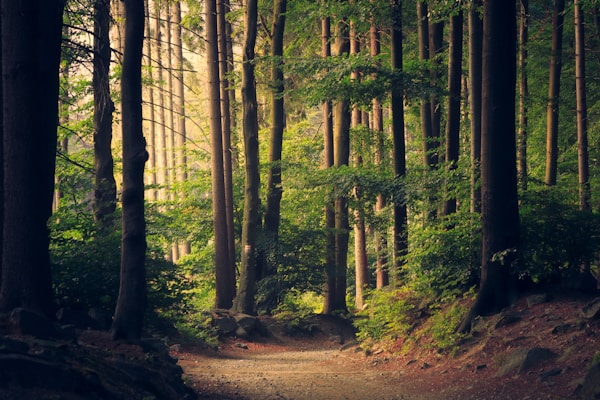 Sunlit dirt path winding through a forest of tall, slender trees